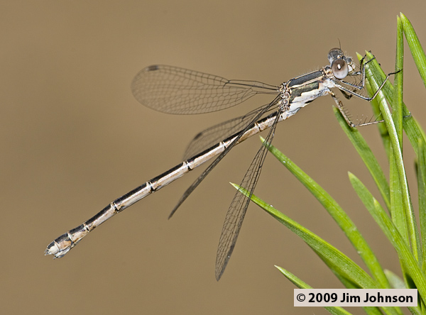Lestes congener 20080913_0171, Spotted Spreadwing