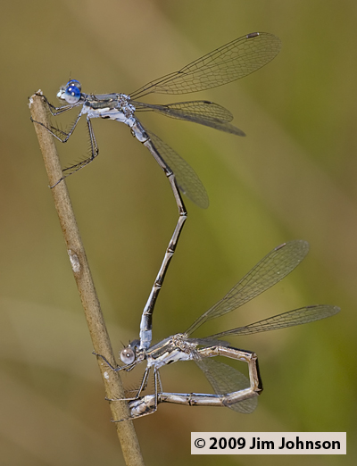 Lestes congener 20090911_0171, Spotted Spreadwing