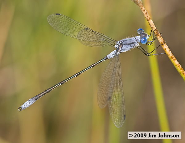 Lestes disjunctus 20070806_1110, Northern Spreadwing Lestes disjunctus 20070806_1110, Northern Spreadwing
