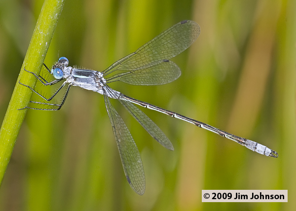 Lestes disjunctus 20090803_0053, Northern Spreadwing Lestes disjunctus 20090803_0053, Northern Spreadwing