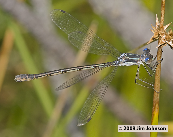 Lestes disjunctus 20090816_0008, Northern Spreadwing Lestes disjunctus 20090816_0008, Northern Spreadwing