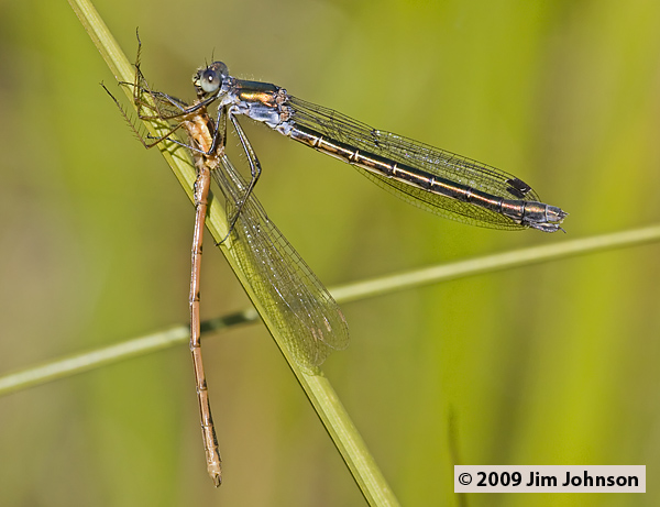 Lestes dryas preys on teneral Lestes disjunctus Lestes dryas preys on teneral Lestes disjunctus