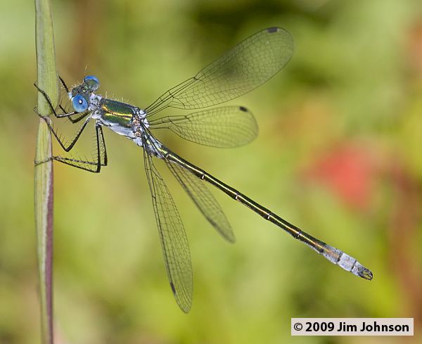 Lestes dryas 20080906_0371, Emerald Spreadwing