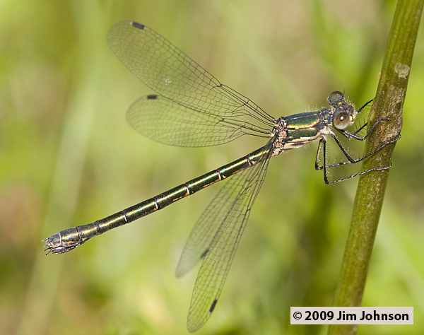 Lestes_dryas_20080906_0378, Emerald Spreadwing