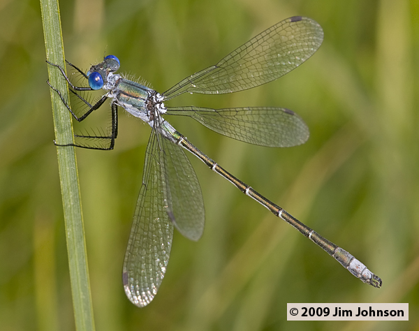 Lestes dryas 20090804_0043, Emerald Spreadwing