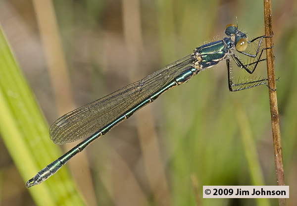 Lestes dryas 20090804_0044, Emerald Spreadwing