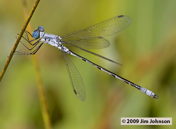 Lestes forcipatus 20070903_0052, Sweetflag Spreadwing