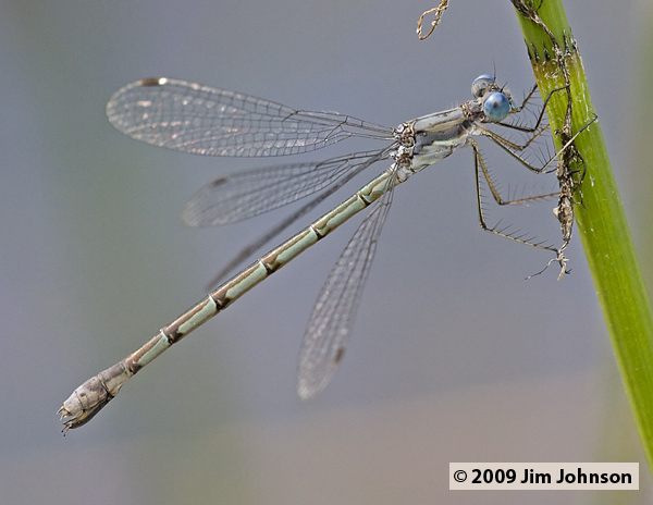 Lestes forcipatus 20080823_0127, Sweetflag Spreadwing