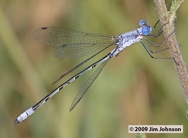 Lestes forcipatus 20090803_0067, Sweetflag Spreadwing