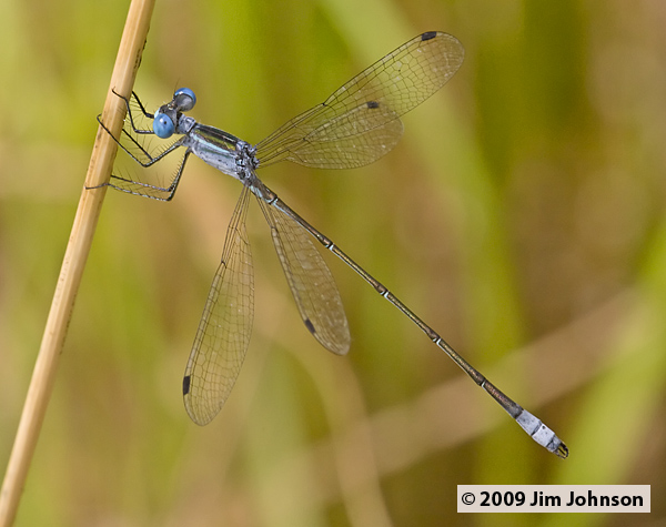 Lestes forficula 20080410_1703