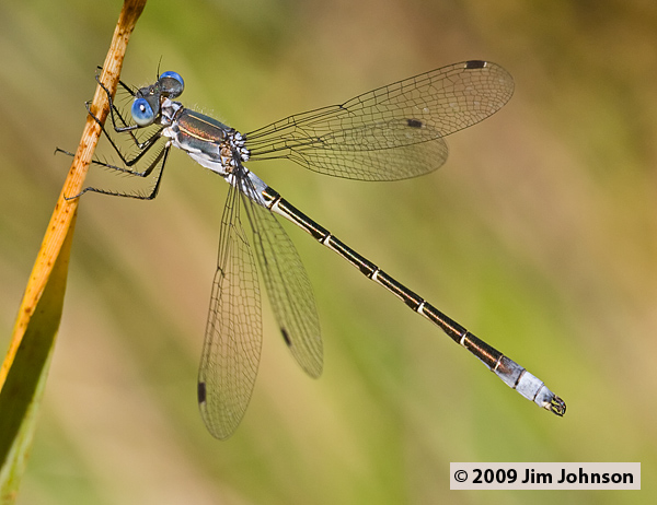 Lestes stultus 20070615_0019, Black Spreadwing