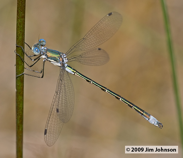 Lestes stultus 20070615_0024, Black Spreadwing