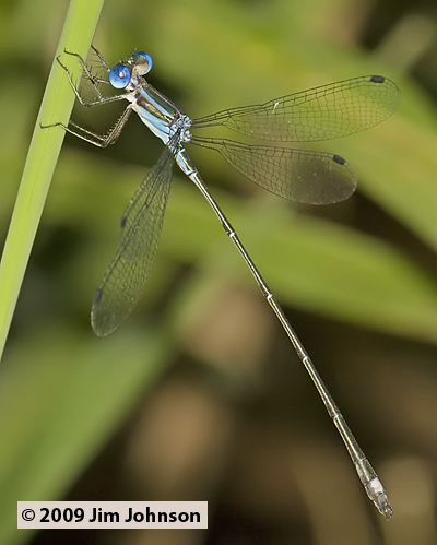 Lestes tenuatus 20090505_0927, Blue-striped Spreadwing