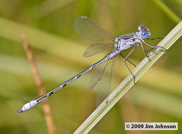Lestes unguiculatus 20080729_0152, Lyre-tipped Spreadwing Lestes unguiculatus 20080729_0152, Lyre-tipped Spreadwing