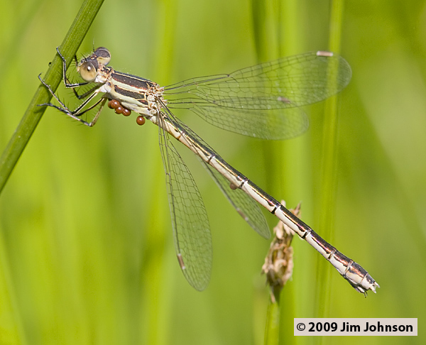 Lestes unguiculatus 20080729_0159, Lyre-tipped Spreadwing Lestes unguiculatus 20080729_0159, Lyre-tipped Spreadwing