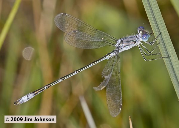 Lestes unguiculatus 20090804_0006, Lyre-tipped Spreadwing Lestes unguiculatus 20090804_0006, Lyre-tipped Spreadwing
