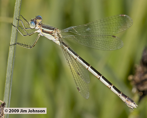 Lestes unguiculatus 20090804_0068, Lyre-tipped Spreadwing Lestes unguiculatus 20090804_0068, Lyre-tipped Spreadwing