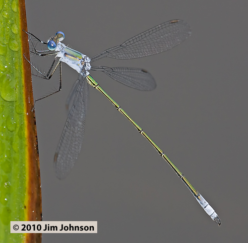 Lestes vigilax 20100623_0010, Swamp Spreadwing