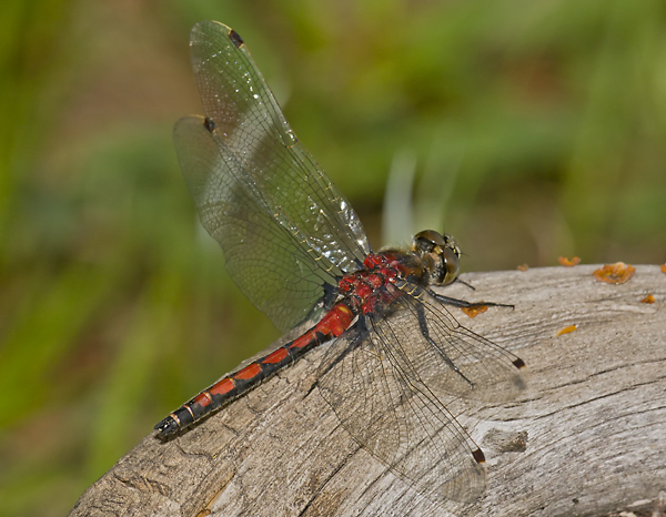 Leucorrhinia borealis 20110710_0319, Boreal Whiteface