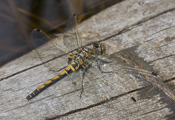 Leucorrhinia borealis 20110710_0344, Boreal Whiteface
