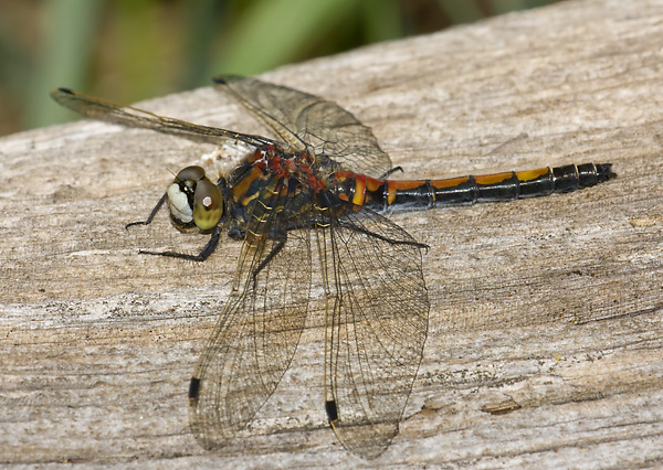Leucorrhinia borealis 20110710_0354, Boreal Whiteface