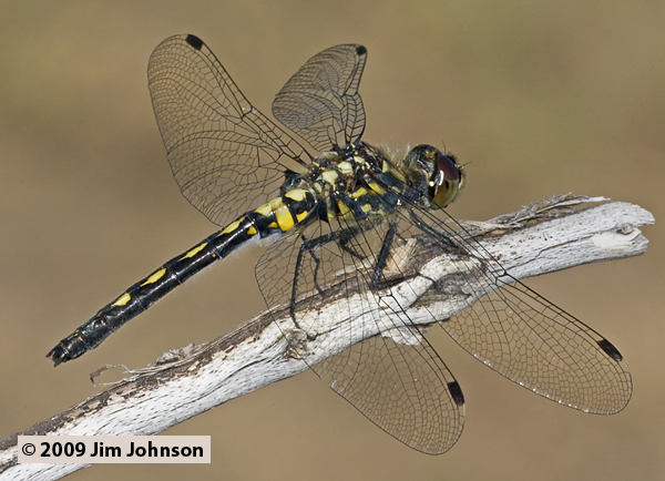 Leucorrhinia proxima 20090703_0017, Belted Whiteface