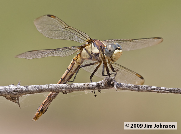 Libellula comanche 20070801_0711, Comanche Skimmer