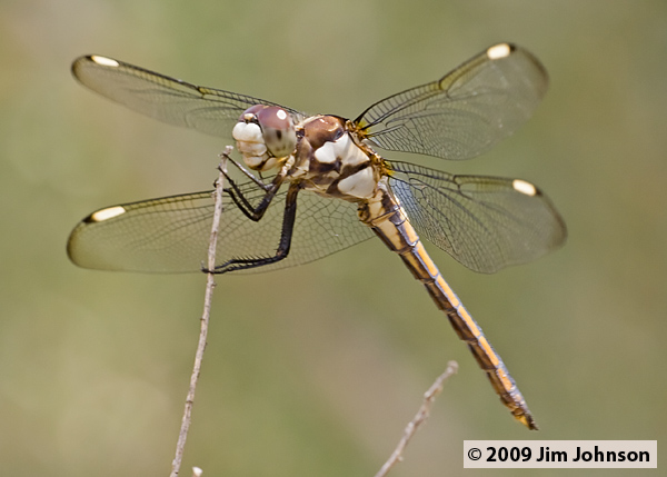 Libellula comanche 20070801_0729, Comanche Skimmer