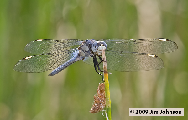 Libellula comanche 20070805_0930, Comanche Skimmer