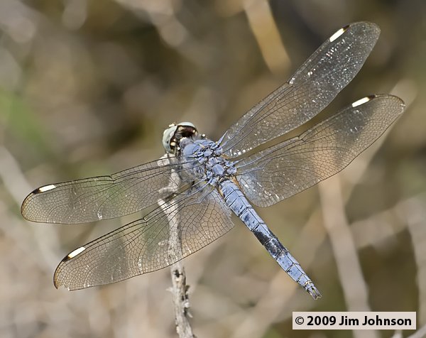 Libellula comanche 20070805_0947, Comanche Skimmer