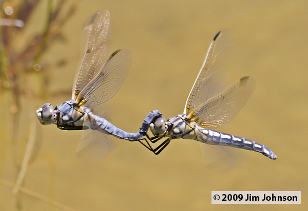 Libellula composita 20060701_0280, Bleached Skimmer Libellula composita 20060701_0280, Bleached Skimmer