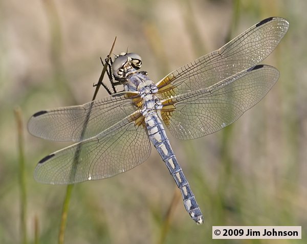 Libellula composita 20070722_0126, Bleached Skimmer Libellula composita 20070722_0126, Bleached Skimmer