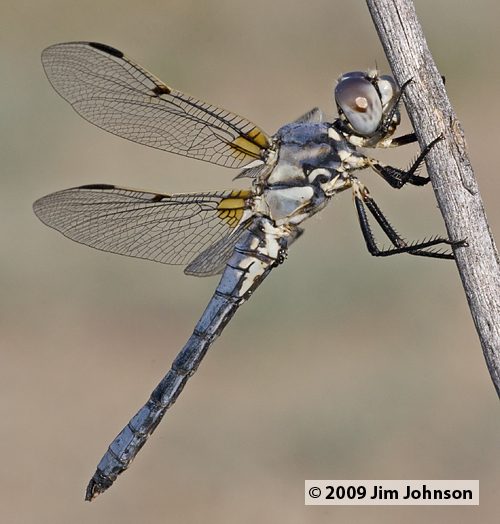 Libellula composita 20090704_0023, Bleached Skimmer Libellula composita 20090704_0023, Bleached Skimmer