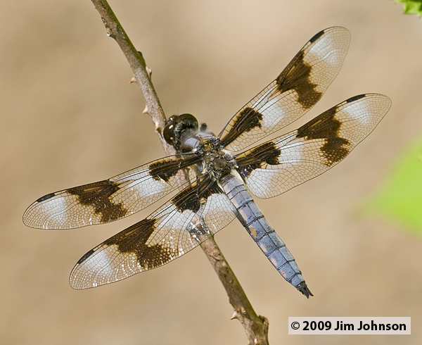 Libellula forensis 20070709_0068, Eight-spotted Skimmer
