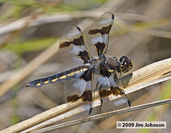 Libellula forensis 20080614_0175, Eight-spotted Skimmer