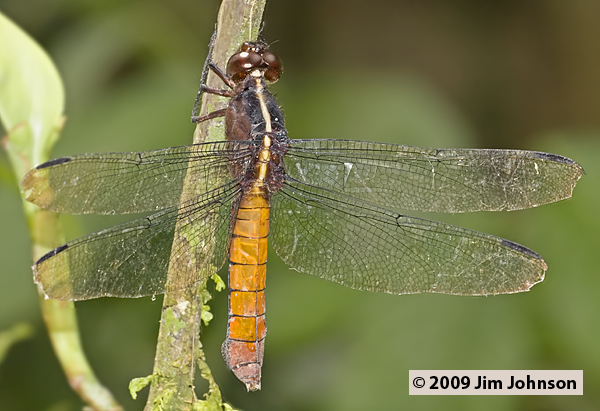 Libellula herculea 20091012_2030