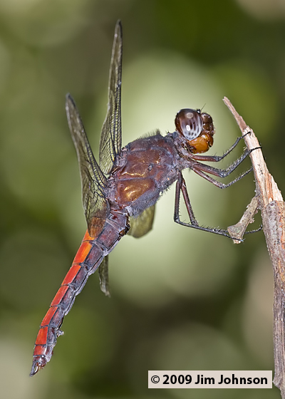 Libellula herculea 20091012_2050