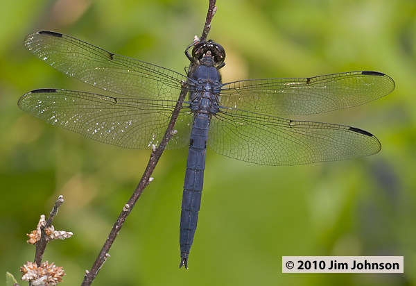 Libellula incesta 20100622_0176, Slaty Skimmer