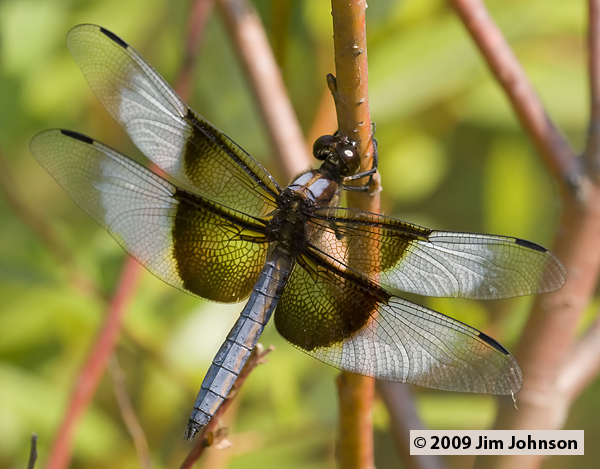 Libellula luctuosa 20080804_0087, Widow Skimmer