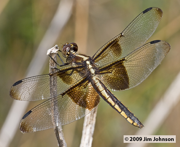 Libellula luctuosa 20090823_0017, Widow Skimmer