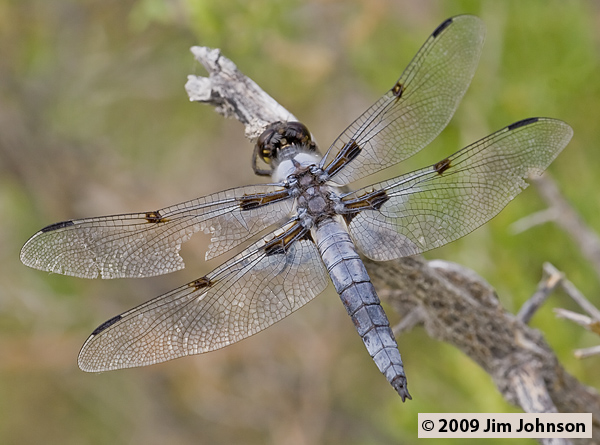 Libellula nodisticta 20070723_0205, Hoary Skimmer Libellula nodisticta 20070723_0205, Hoary Skimmer