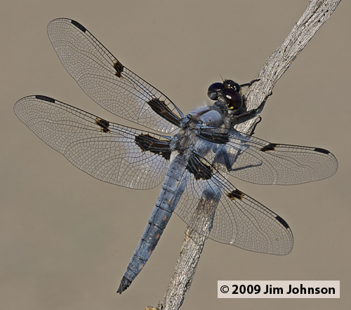 Libellula nodisticta 20090704_0004, Hoary Skimmer Libellula nodisticta 20090704_0004, Hoary Skimmer