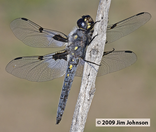 Libellula nodisticta 20090704_0007, Hoary Skimmer Libellula nodisticta 20090704_0007, Hoary Skimmer