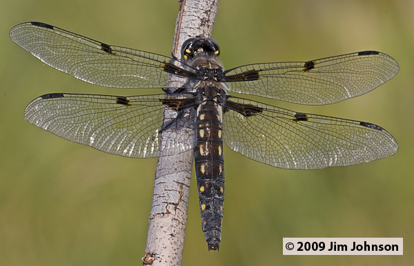 Libellula nodisticta 20090705_0003, Hoary Skimmer Libellula nodisticta 20090705_0003, Hoary Skimmer