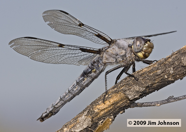 Libellula nodisticta 20090705_0023, Hoary Skimmer Libellula nodisticta 20090705_0023, Hoary Skimmer