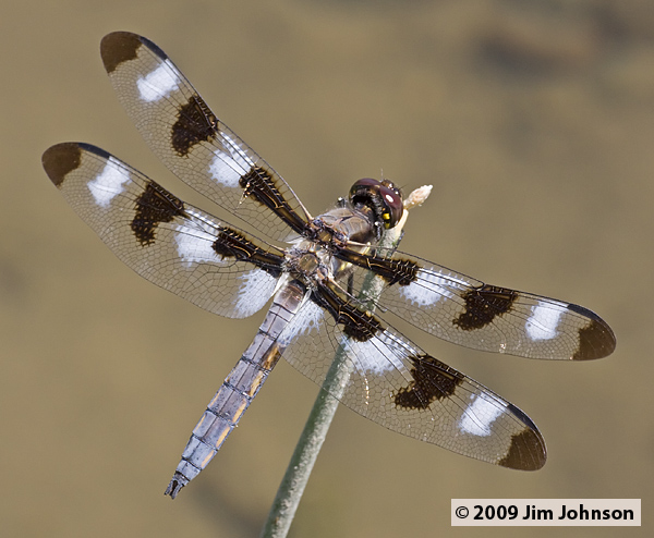 Libellula pulchella 20080803_0157, Twelve-spotted Skimmer