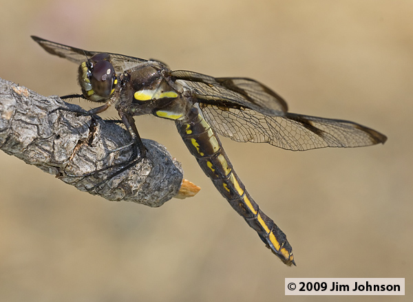 Libellula pulchella 20080914_0331, Twelve-spotted Skimmer