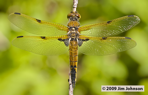Libellula quadrimaculata 20080703_0033, Four-spotted Skimmer Libellula quadrimaculata 20080703_0033, Four-spotted Skimmer