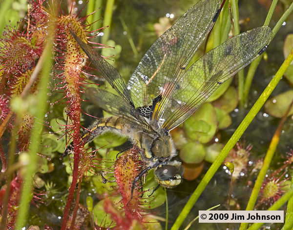 Libellula quadrimaculata 20080703_0080, Four-spotted Skimmer Libellula quadrimaculata 20080703_0080, Four-spotted Skimmer
