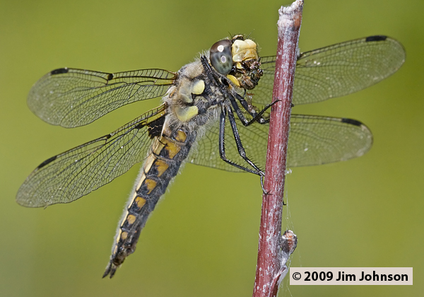 Libellula quadrimaculata 20090702_0080, Four-spotted Skimmer Libellula quadrimaculata 20090702_0080, Four-spotted Skimmer